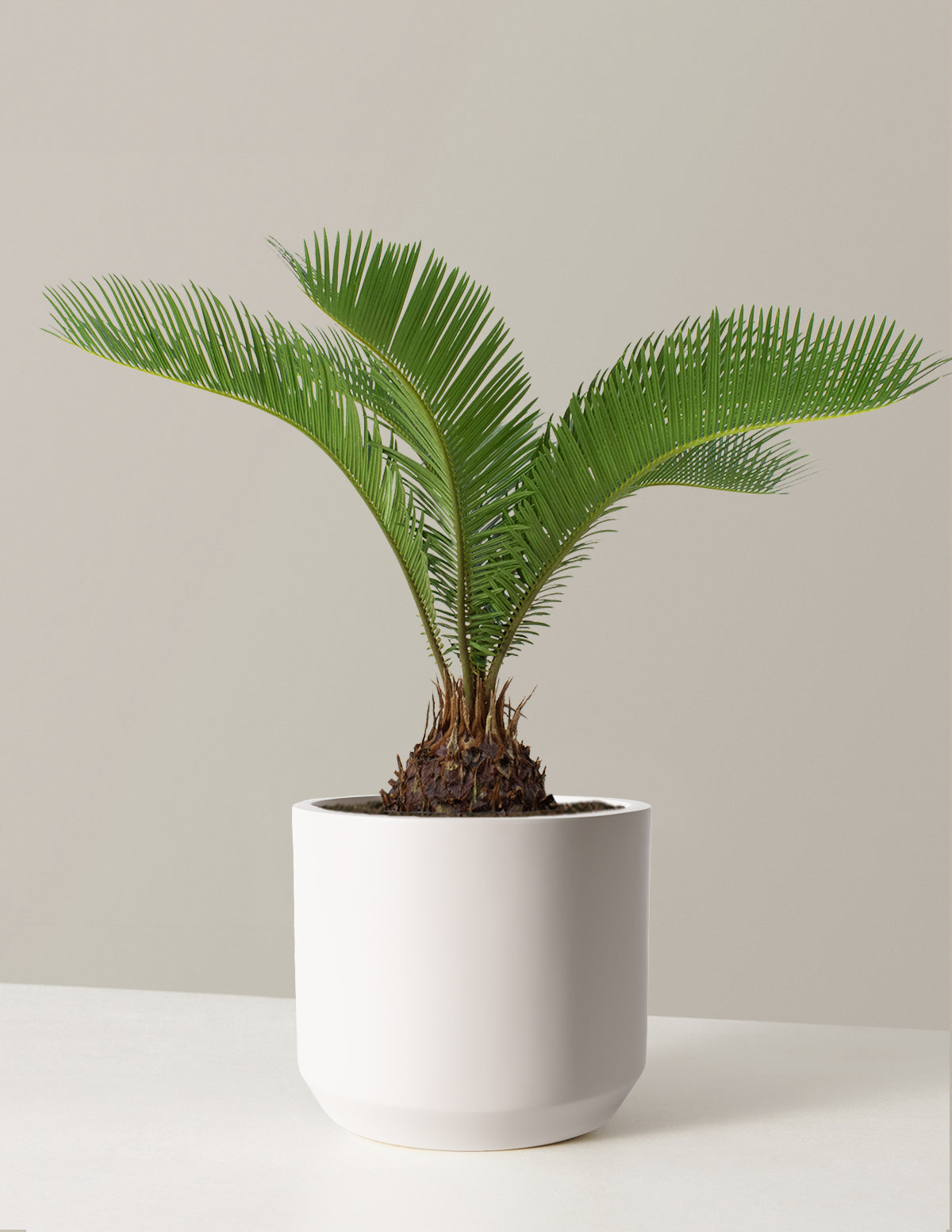 Large Sago Palm