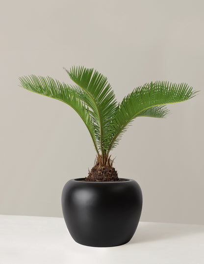 Large Sago Palm