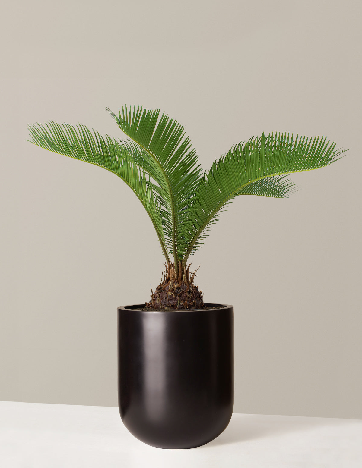 Large Sago Palm