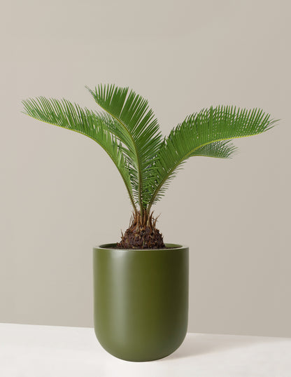 Large Sago Palm