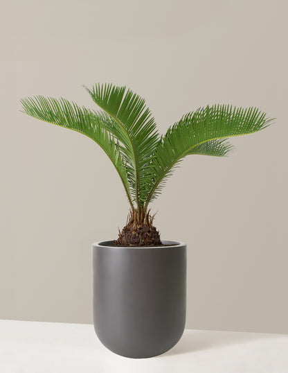 Large Sago Palm