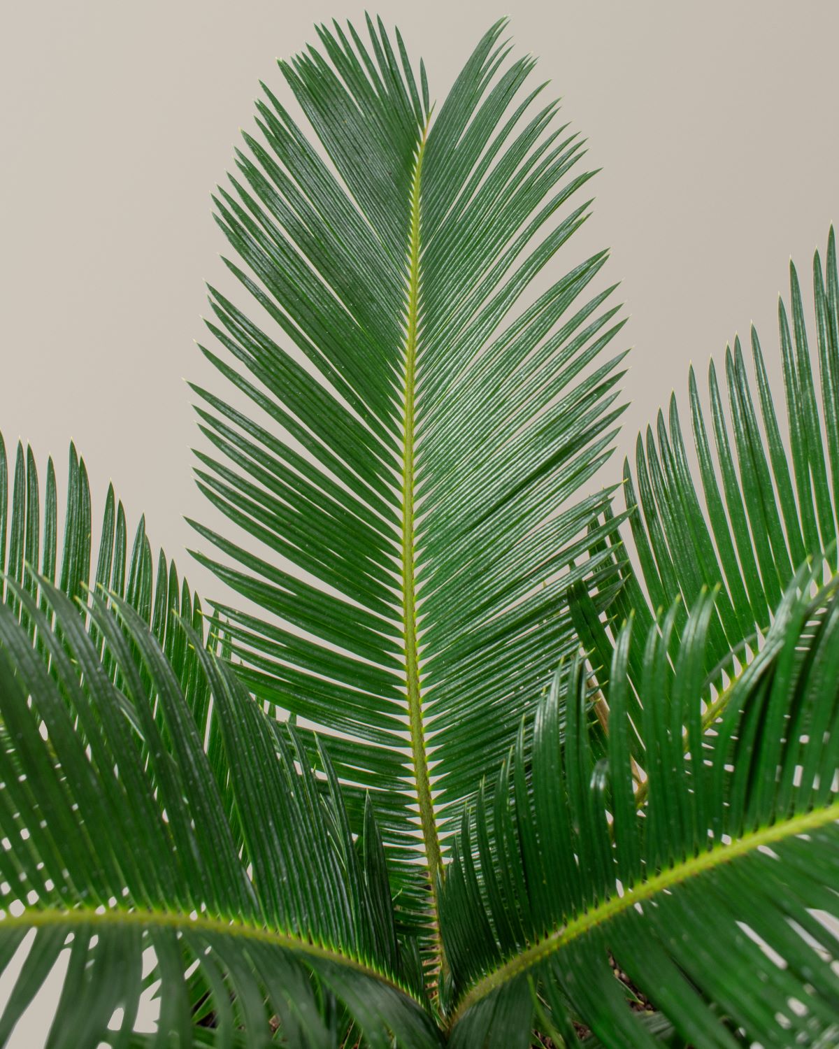 Large Sago Palm