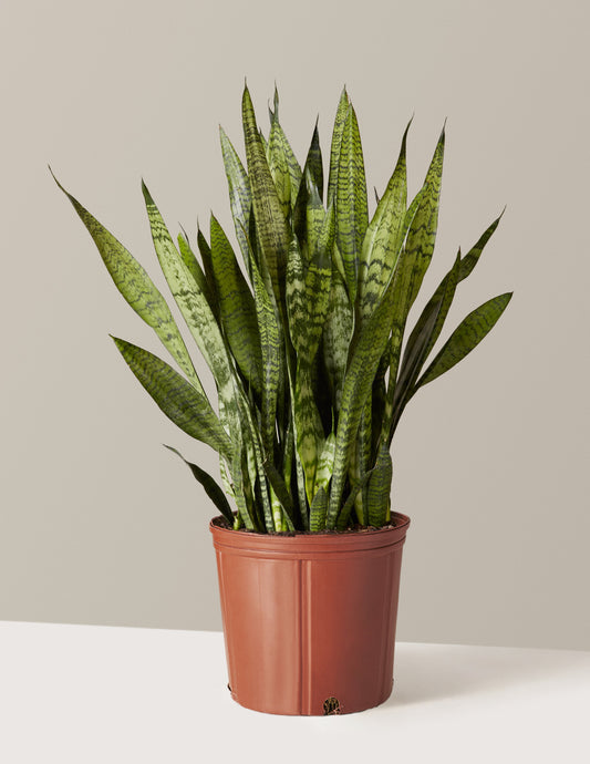 Snake Plant Zeylanica