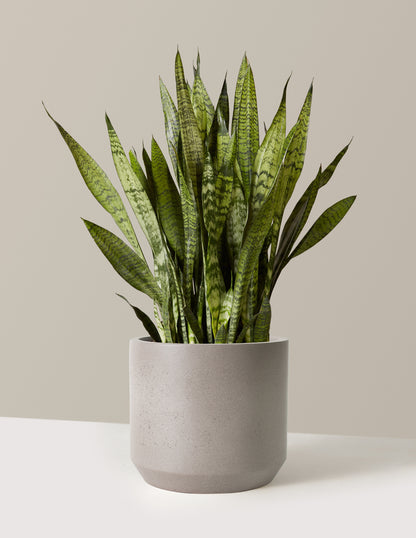 Snake Plant Zeylanica