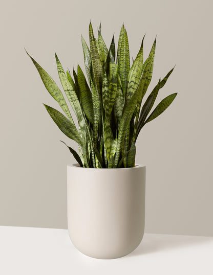 Snake Plant Zeylanica