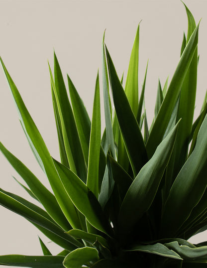 Large Yucca Plant