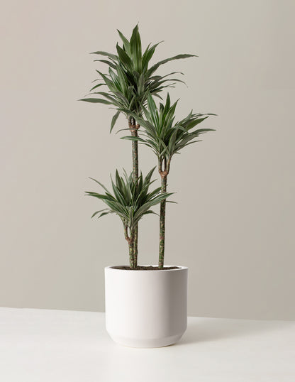 Large Dracaena Warneckii