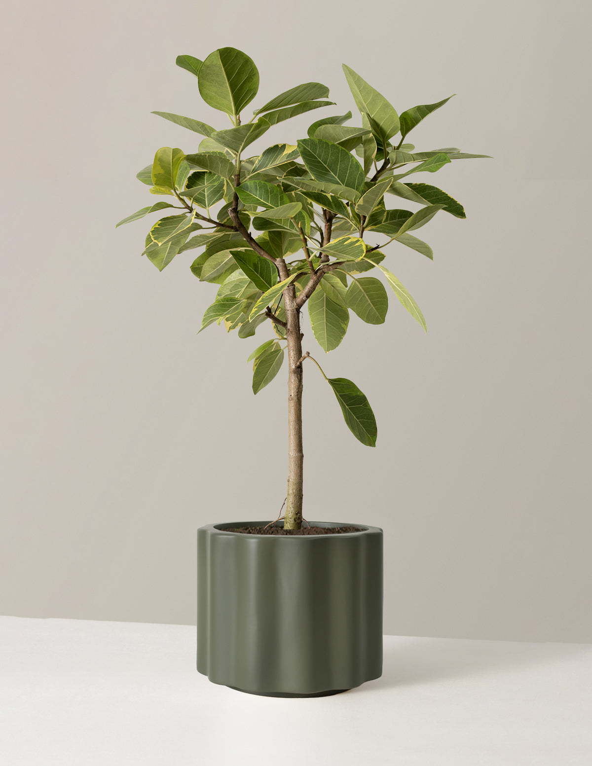 Large Ficus Altissima Tree