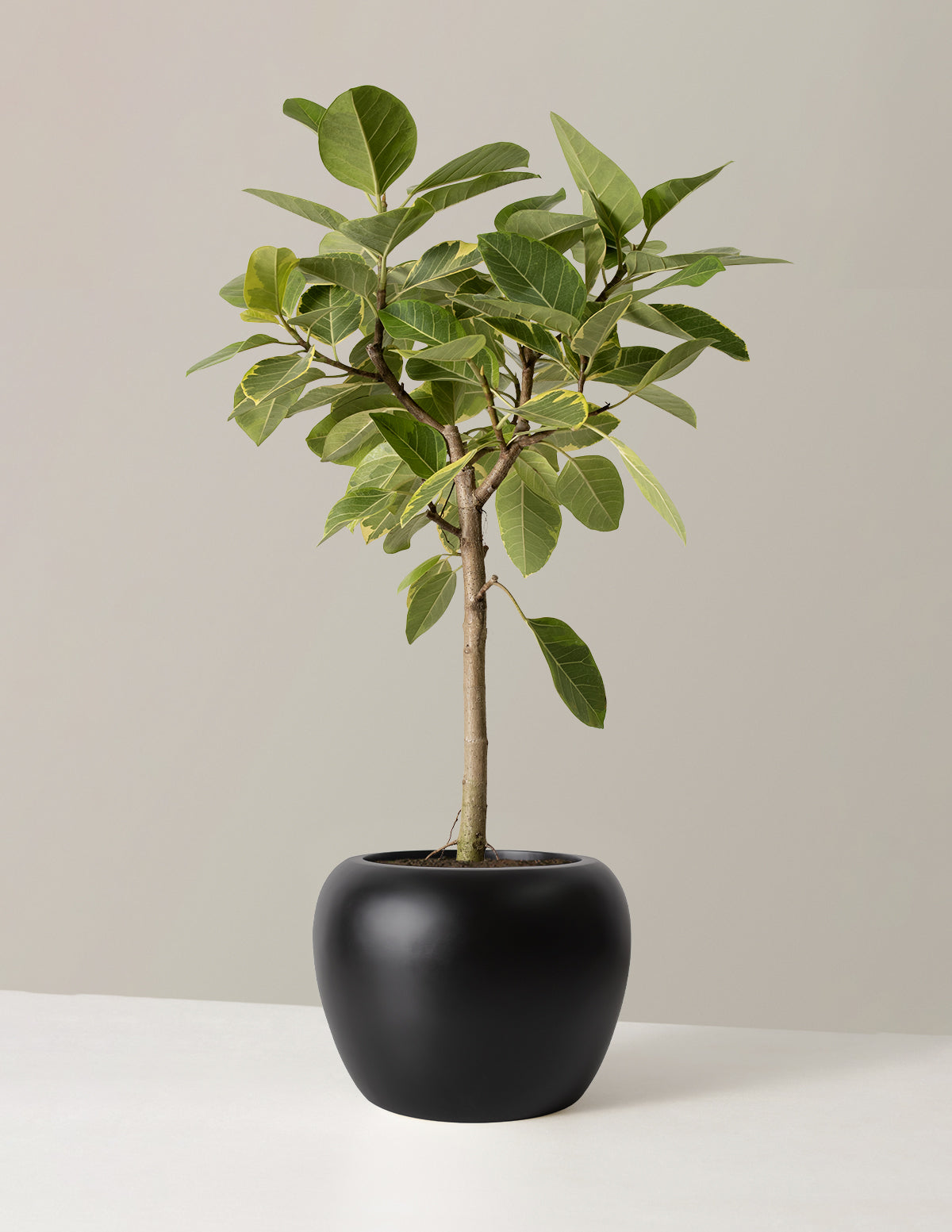 Large Ficus Altissima Tree