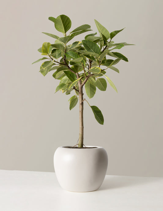 Large Ficus Altissima Tree