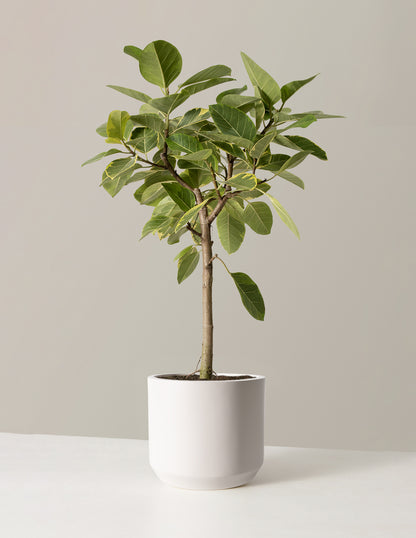 Large Ficus Altissima Tree