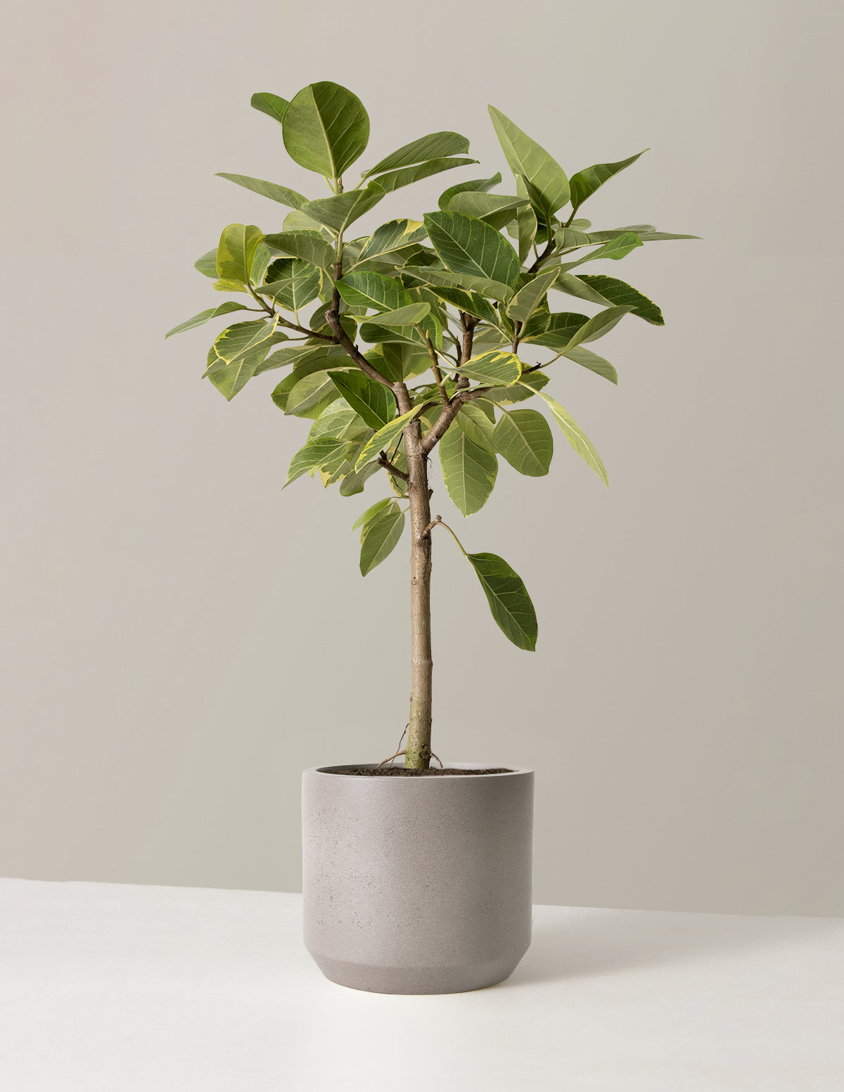 Large Ficus Altissima Tree