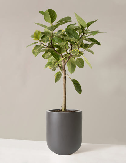 Large Ficus Altissima Tree