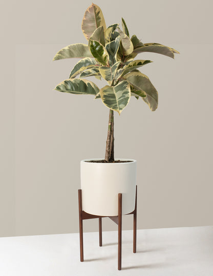 Large Ficus Tineke Tree