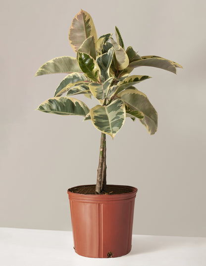 Large Ficus Tineke Tree