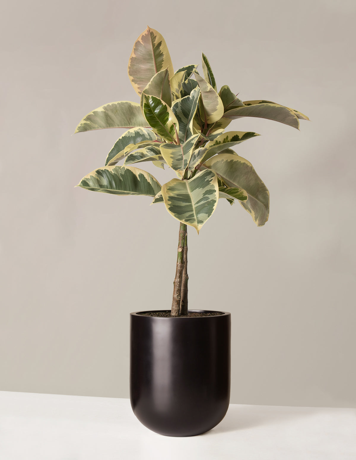 Large Ficus Tineke Tree