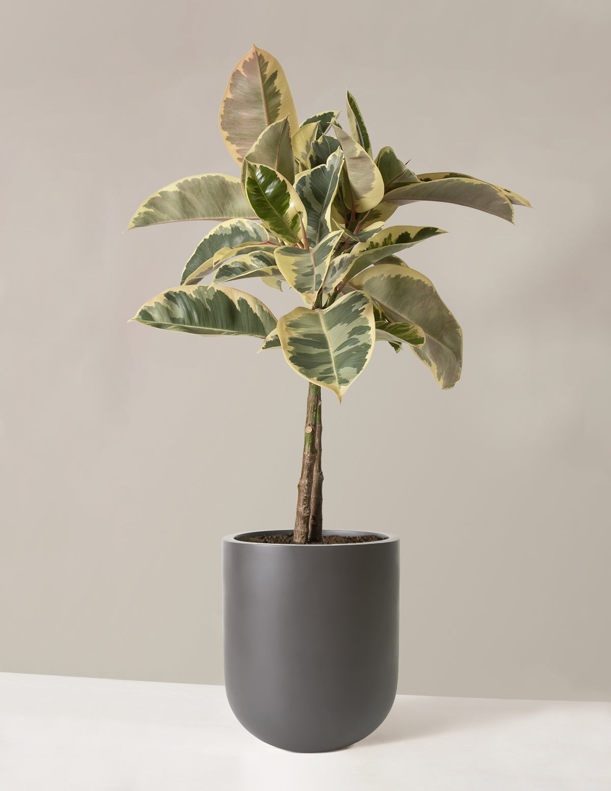 Large Ficus Tineke Tree