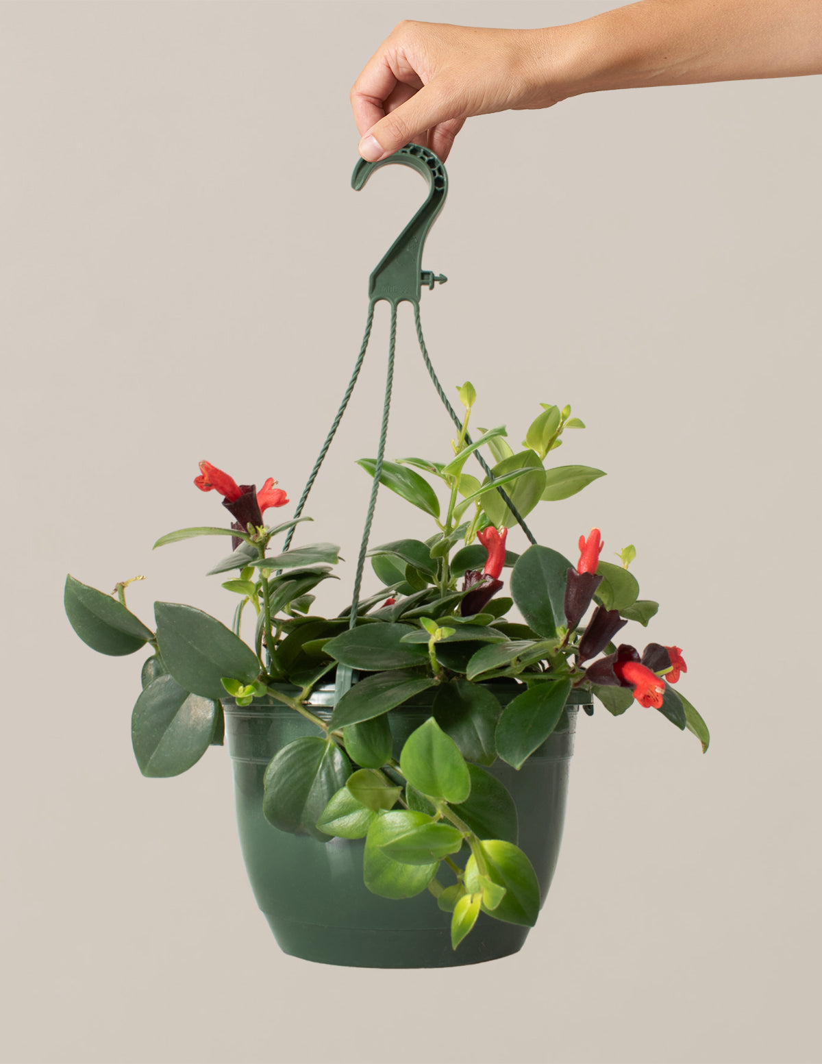 Lipstick Plant Hanging Basket