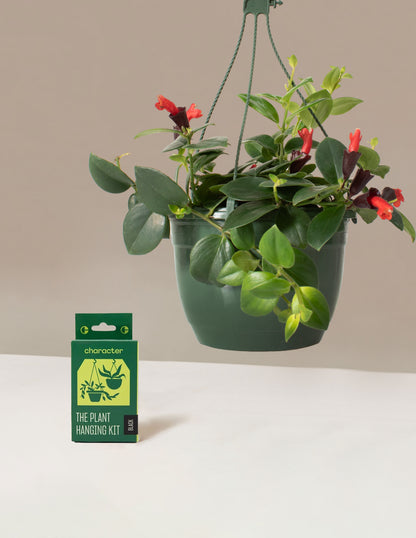 Lipstick Plant Hanging Basket