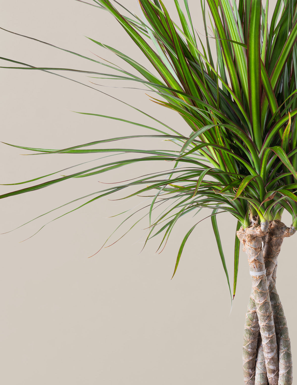 Dracaena Marginata Braided