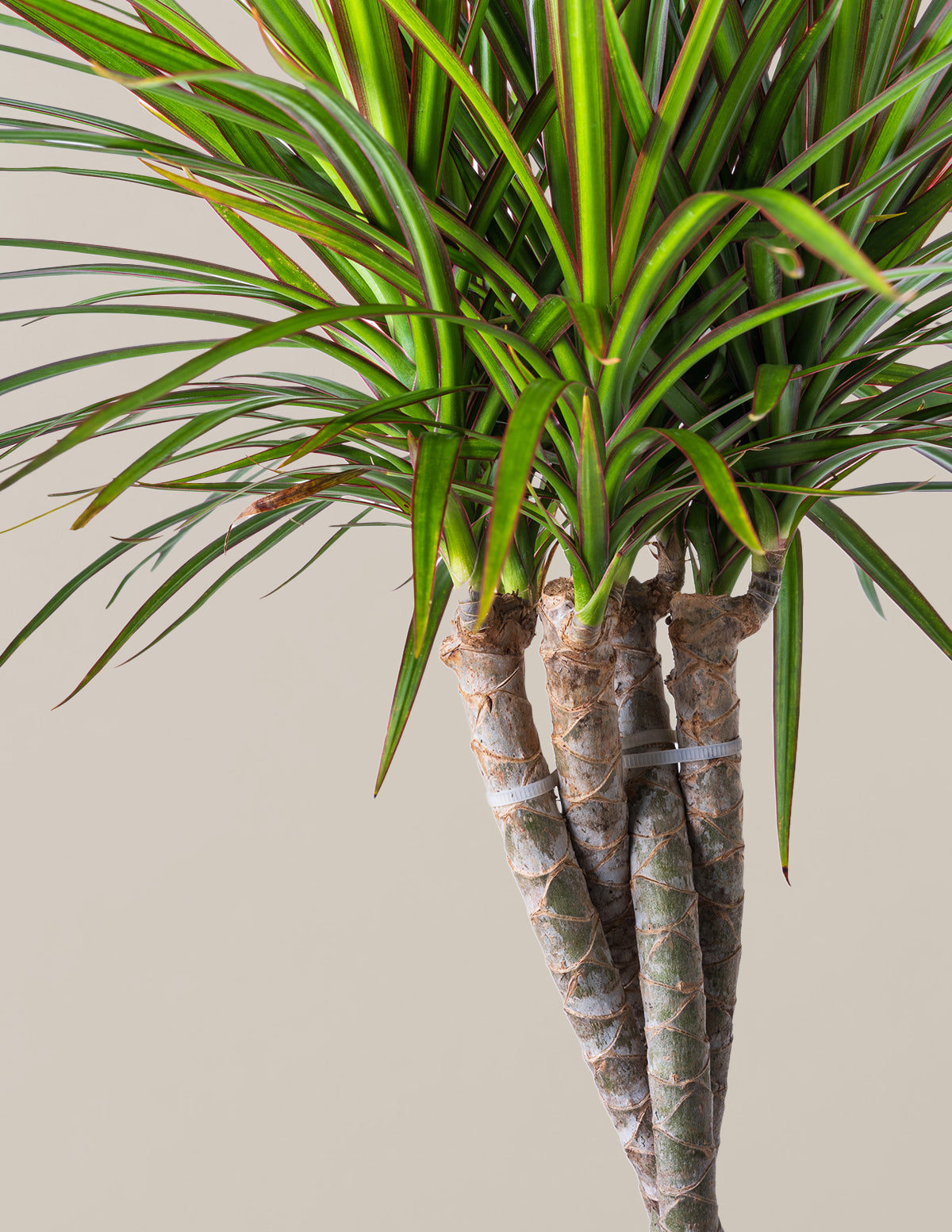 Dracaena Marginata Braided