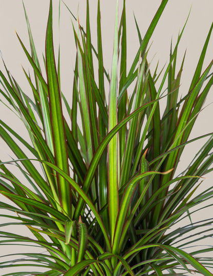 Dracaena Marginata Braided