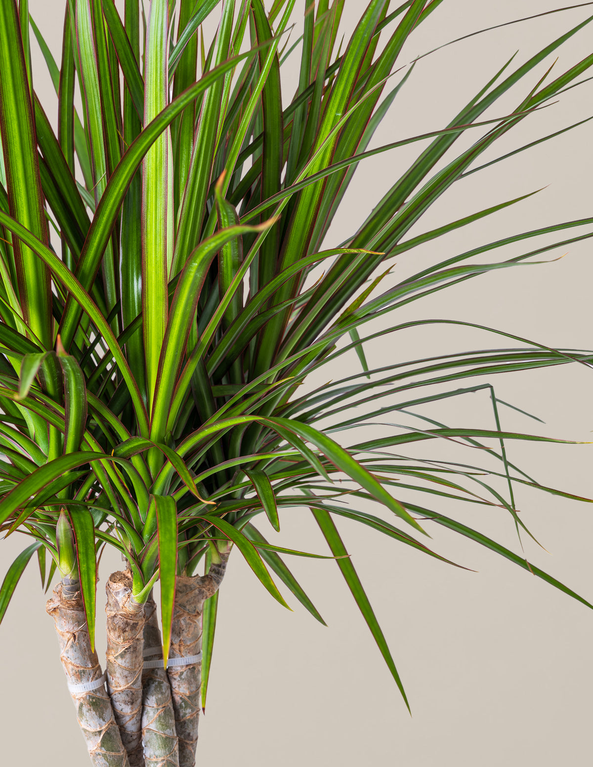 Dracaena Marginata Braided