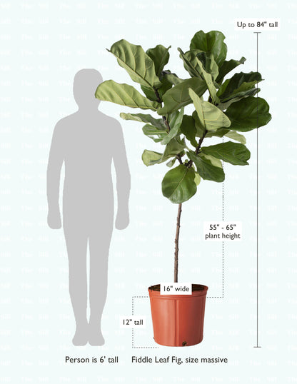 Fiddle Leaf Fig