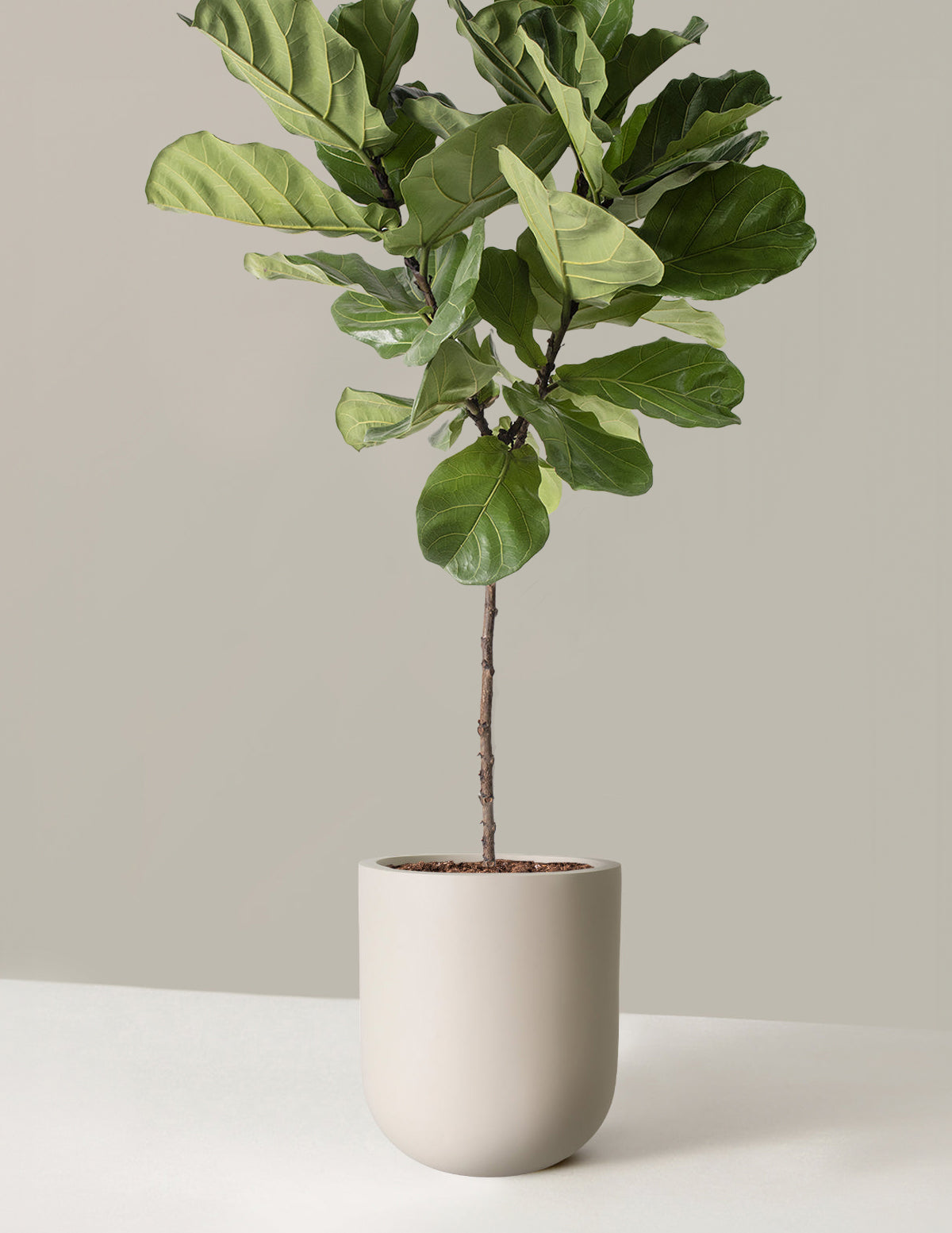 Fiddle Leaf Fig