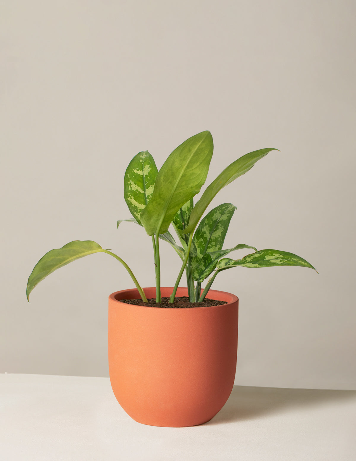 Aglaonema Maria