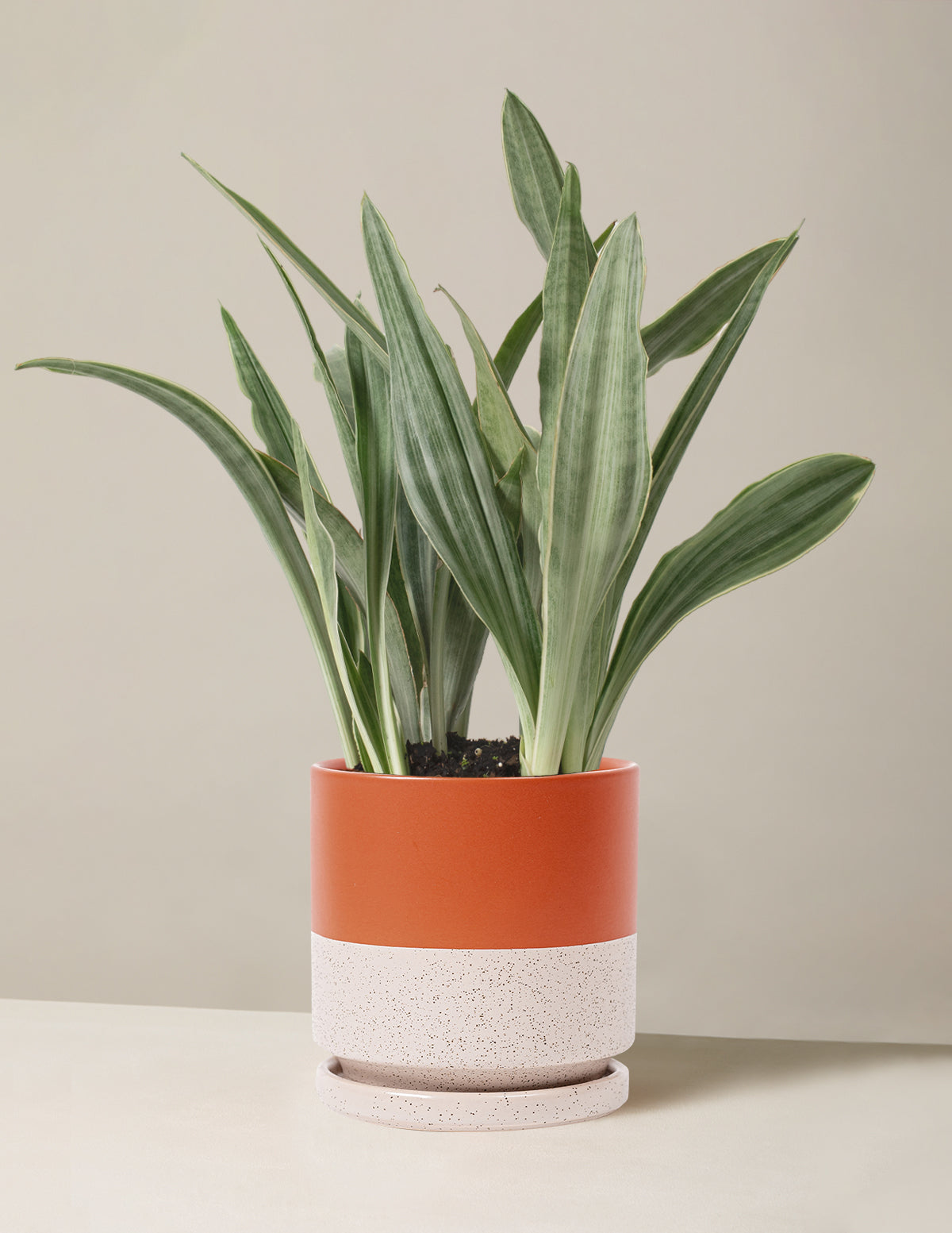 Snake Plant ‘Sayuri’