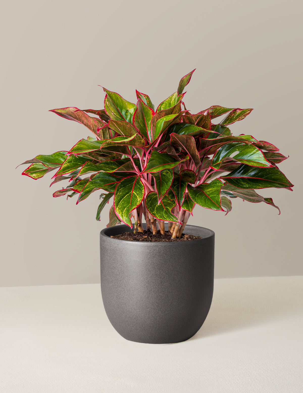 Aglaonema Siam