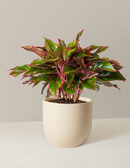 Aglaonema Siam