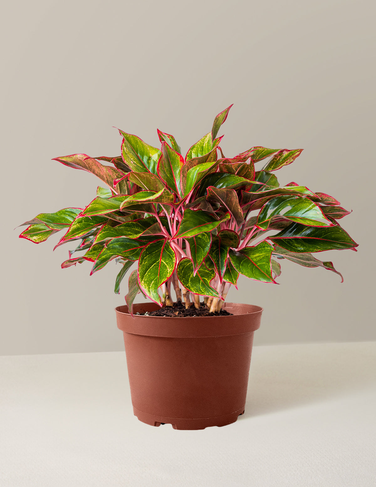 Aglaonema Siam