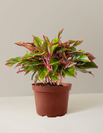 Aglaonema Siam