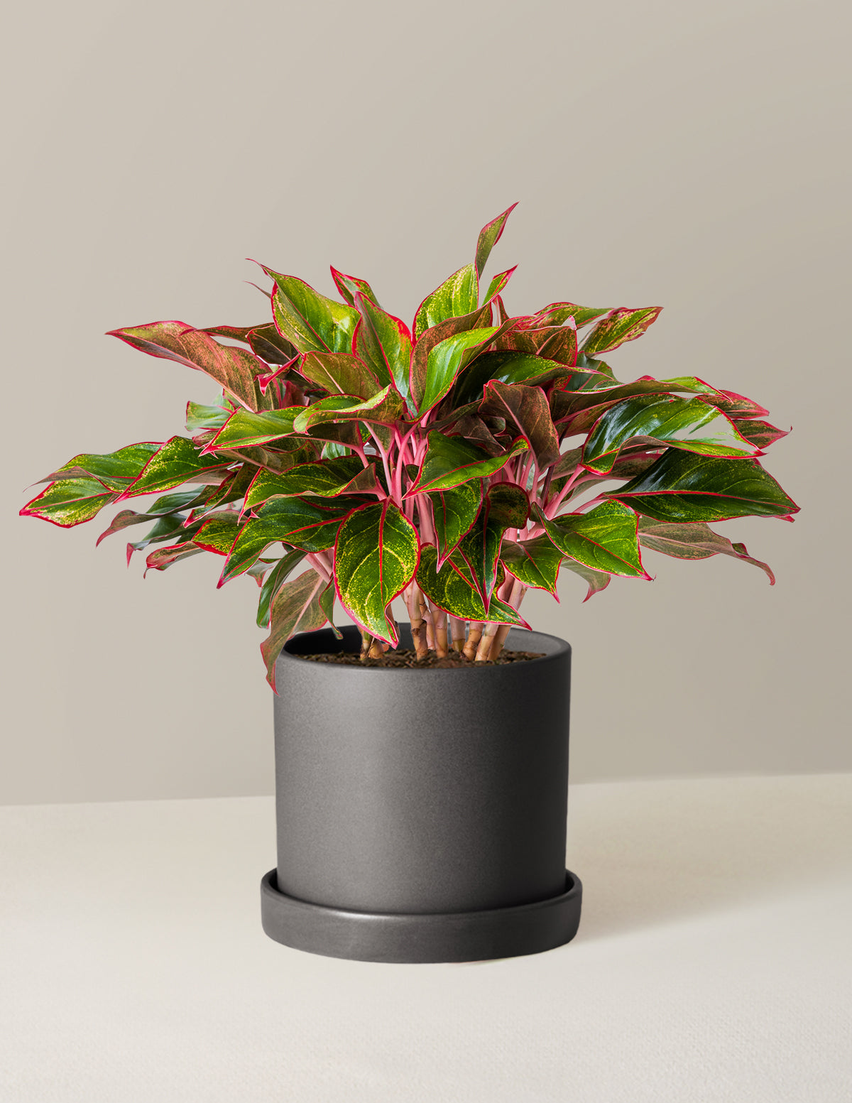 Aglaonema Siam