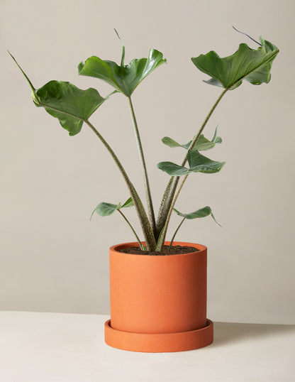 Alocasia 'Stingray'