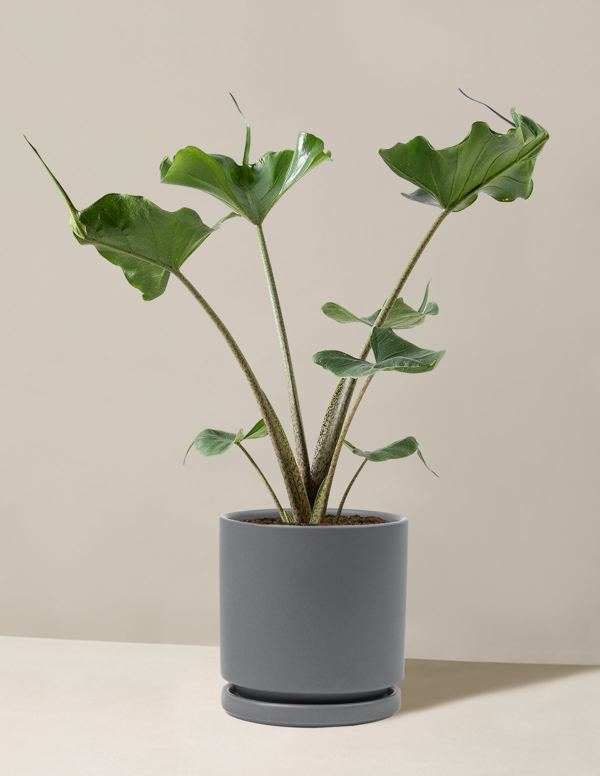 Alocasia 'Stingray'