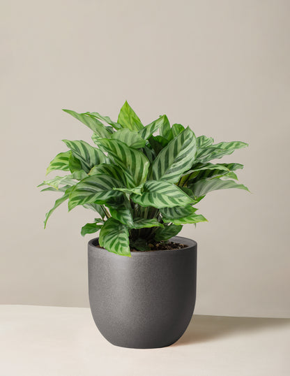 Calathea Freddie