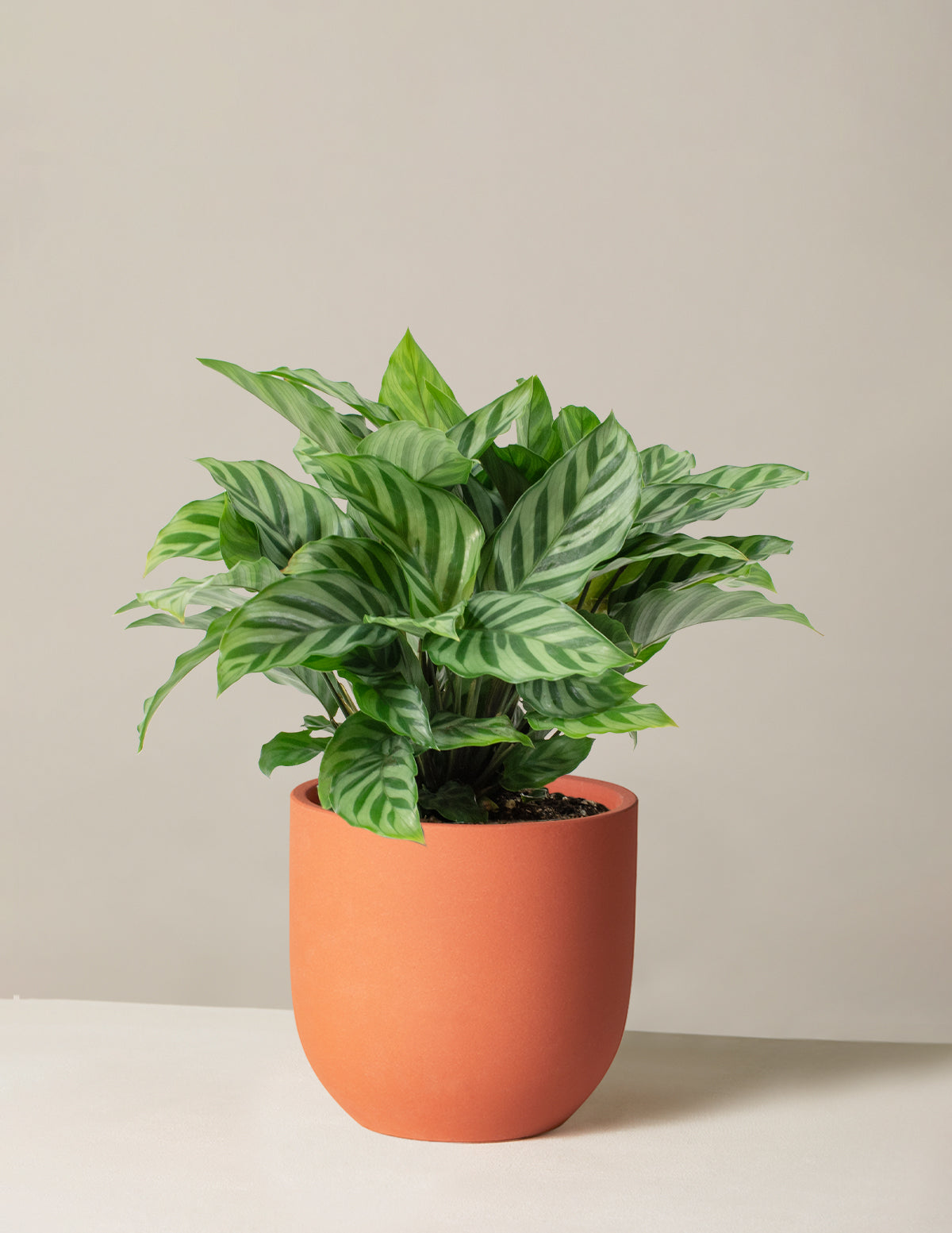 Calathea Freddie