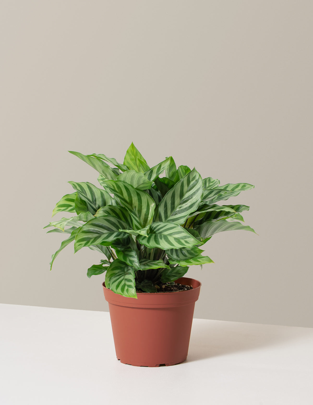 Calathea Freddie