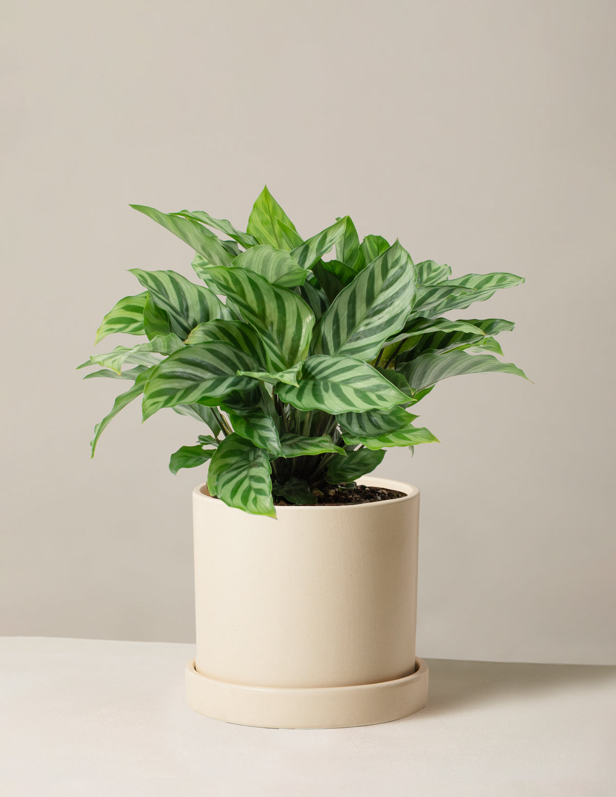 Calathea Freddie