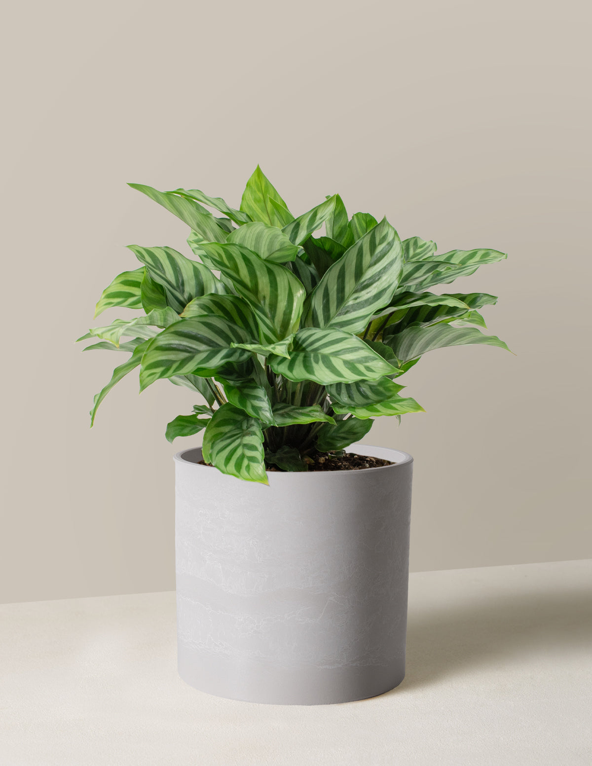 Calathea Freddie