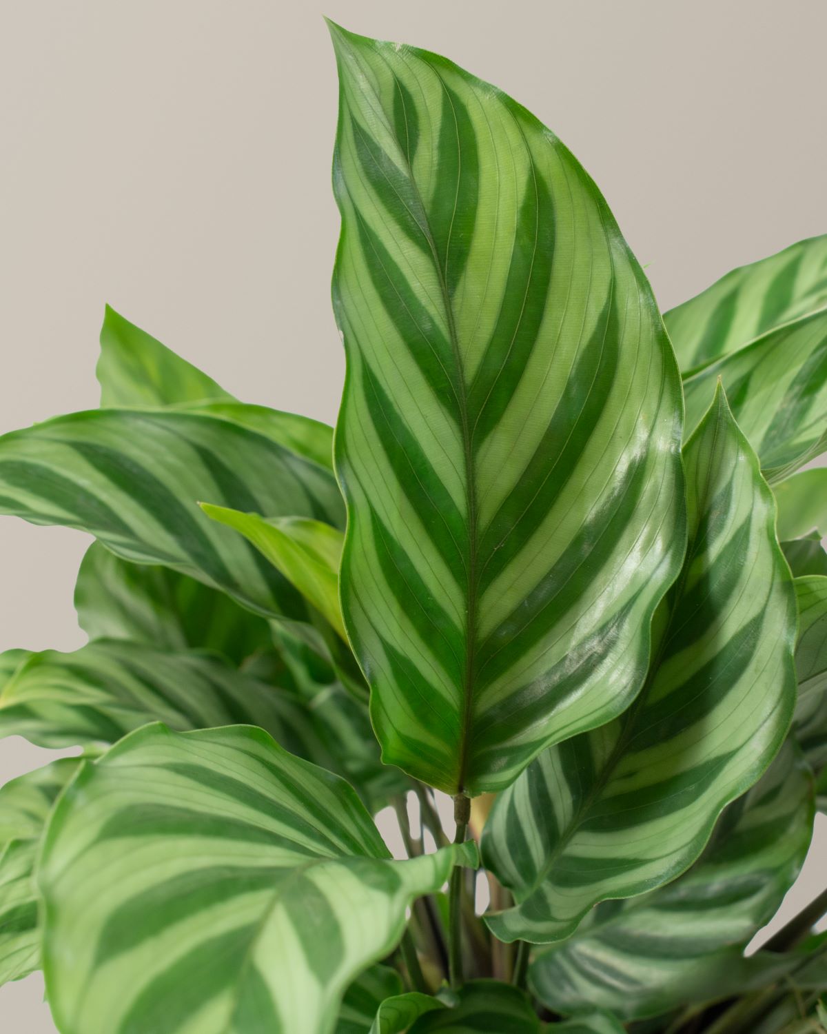 Calathea Freddie