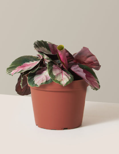 Calathea Rosy