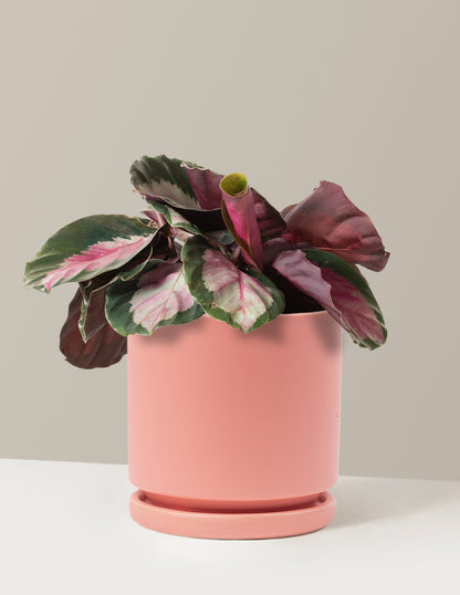 Calathea Rosy