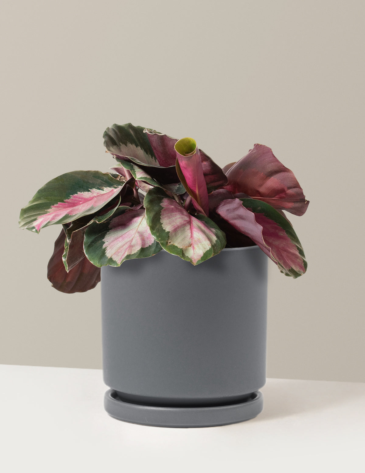 Calathea Rosy