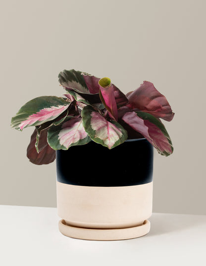 Calathea Rosy