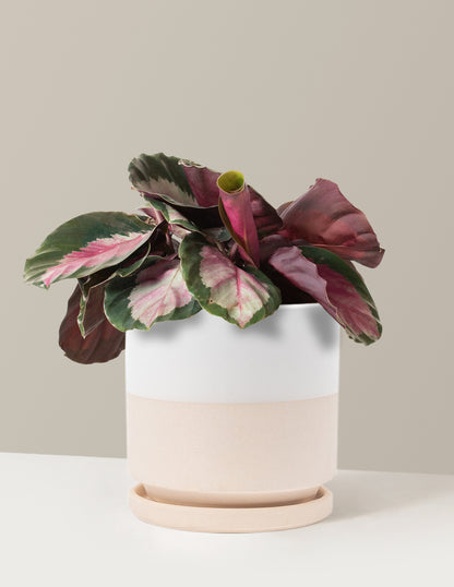 Calathea Rosy