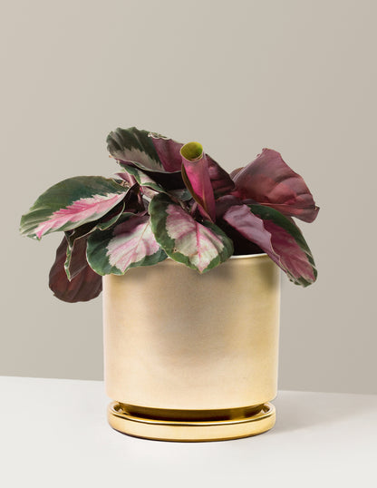 Calathea Rosy